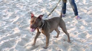 Апбт Muay Thai Warrior Sfifth Element Pit Must Survive Лилу 17 Мес.