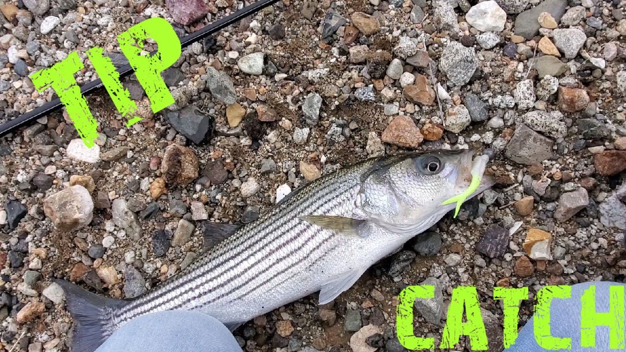 How To Use Jerkbaits for Striper @ The California Aqueduct