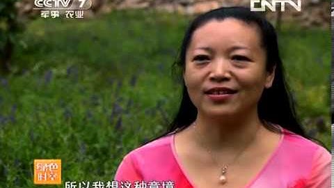 20131110 绿色时空 黄芩变脸冲进"财富江湖" - 天天要闻