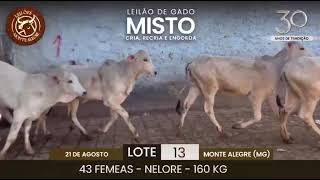 Lote: 13