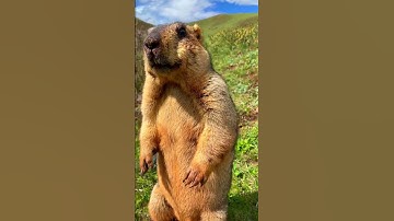 Cute Wild animal bobak marmot or prairie dog eating cookies yummy 69