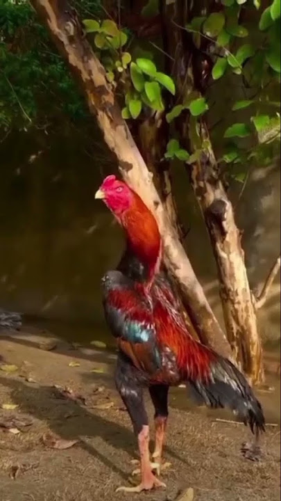 Divanda yotgan jinsiy aloqa fotosurati Chuqur anal oz-ozidan tayoq