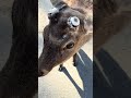 Nara Park deer japan