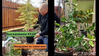 🌲Высаживаем Кедр😉#посадка#деревья#хвойныерастения#высадкарастений