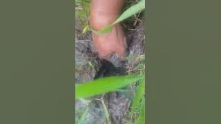 mencari ke beradaan binatang lindung🌾