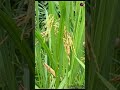 HOW RICE PLANT GROW#godslove#blessings#shortvideo#satisfyingvideo