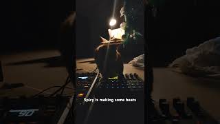 Meet Spicy, the first cat beat-maker #cat #music #portugal #catvideos