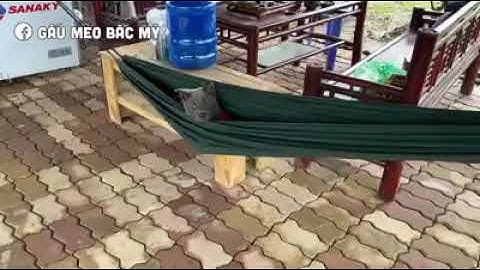 Nguyễn Văn Dúi || Dúi Idol