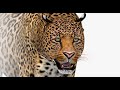 Animated Leopard 3d Model for Download