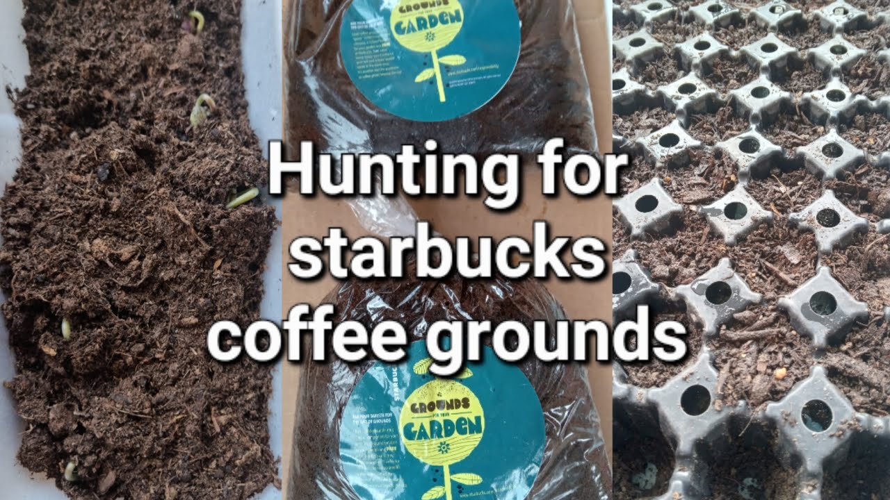 Trip To The Home Store, Free Starbucks coffee grounds, planting seeds
