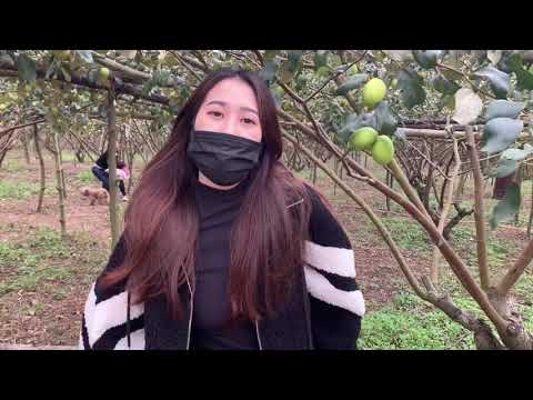 Đi Thăm Vườn Táo Siêu To Khổng Lồ Cùng Ca Sĩ Xóm