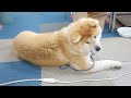 秋田犬会館配信！