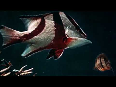 Ivan The Tolerable and his Elastic Band - 'The Bottom of the Sea' (2018)