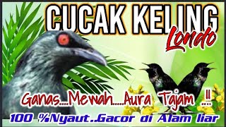 Pure Masteran..!! THE ORIGINAL 'CUCAK rivet' .bird chirping ..!! Gacor in the WILD NATURE.