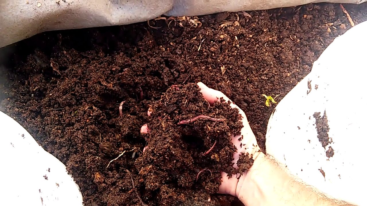 What happens with Oranges and pineapple in the Worm farm. The worms