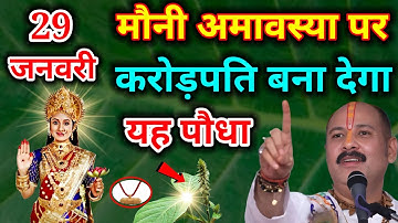 29 जनवरी मौनी अमावस्या के दिन पहन लेना इस पौधे की जड़ धनवान बनोगे | Pardeep Ji Mishra