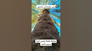 القرآن الكريم تلاوة عطر سورة طه ربي اشرح لي صدري #الجزائر #algeria #ouargla #ورقلة #الصحراء #الشيخ
