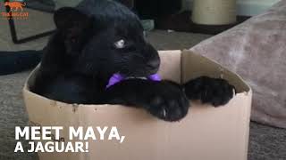 Meet Maya the jaguar!  The Big Cat Sanctuary