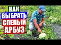 АРБУЗЫ! Как правильно выбрать спелый арбуз. Совет профессионала.