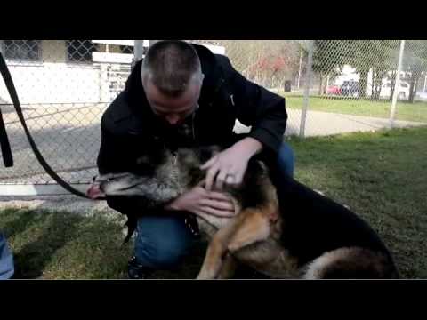 Video: De cyclus van negen weken van de dracht van een puppy is nog nooit zo schattig geweest