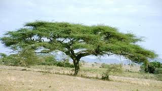 Were Going On A Lion Hunt Google Version