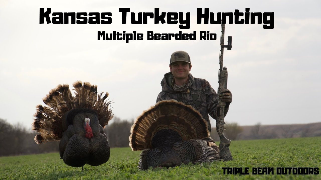 Kansas Turkey Hunting - (Multiple Bearded Rio) - YouTube