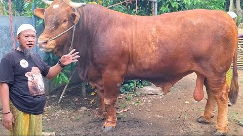 LIMOUSIN MONSTER PERDANA MUNCUL JELANG KONTES JEMBER🔥