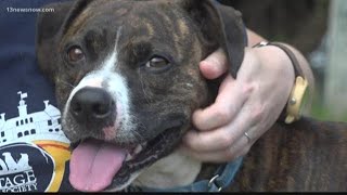 Shelter takes animals following Florence