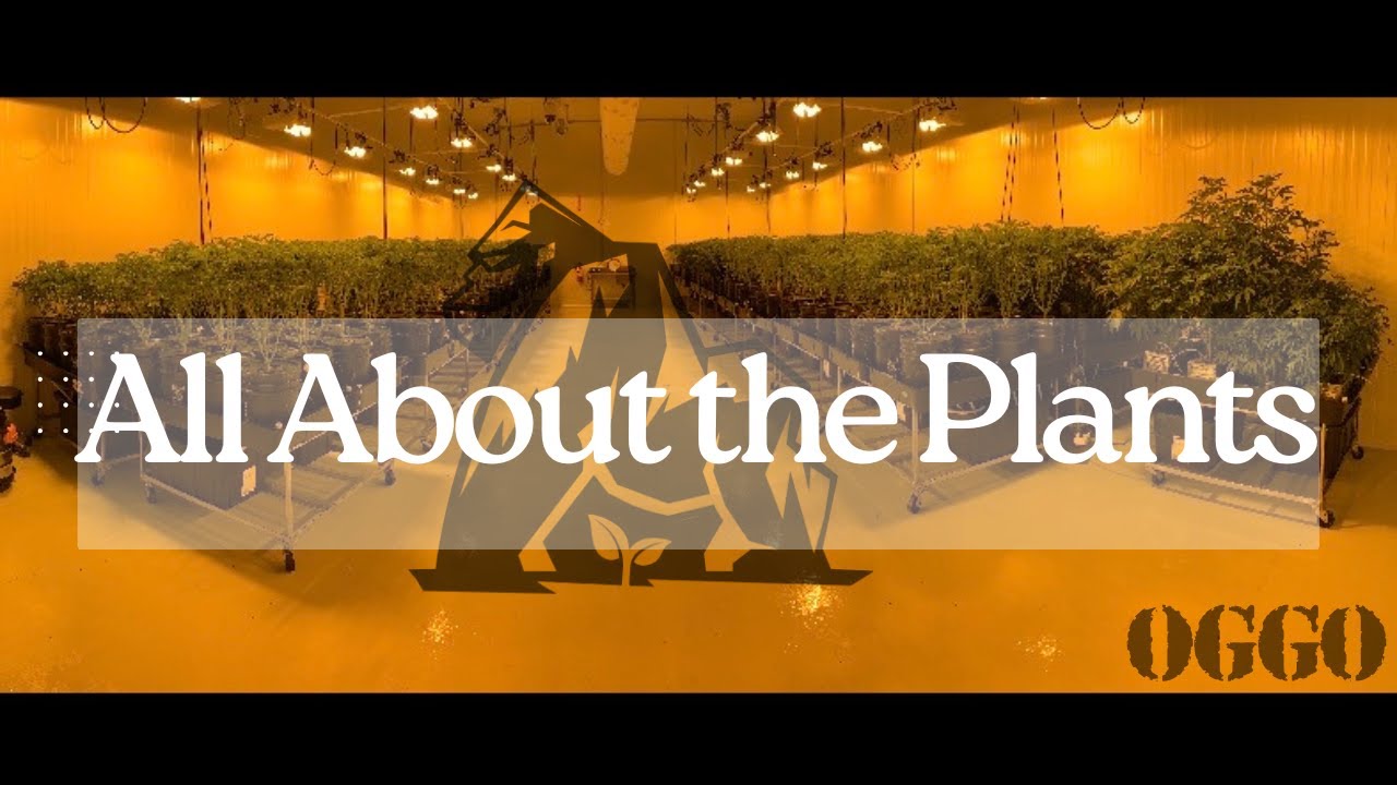 All About the Plants | Ep: 13 - What the Succulent?