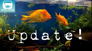 A Walk Around The Fishroom- Checking In On Big Poppa The Red Devil, Our Fish Room And 2021 Plans