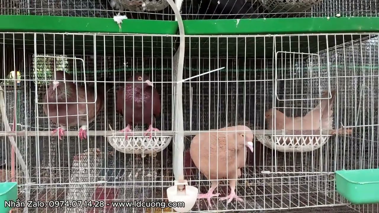 Chim Bồ Câu Gà Mỹ loại 1 đang ấp trứng.. Làm máng uống nước tự động cho chim bồ câu bằng thùng nước