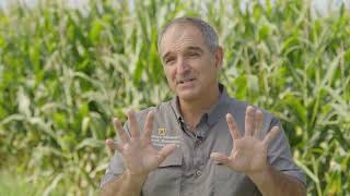 Nutrient Management for Corn