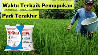 Waktu Terbaik Pemupukan Padi Terakhir Agar Hasil Panen Maksimal❗Yang Biasa Saya Lakukan‼️