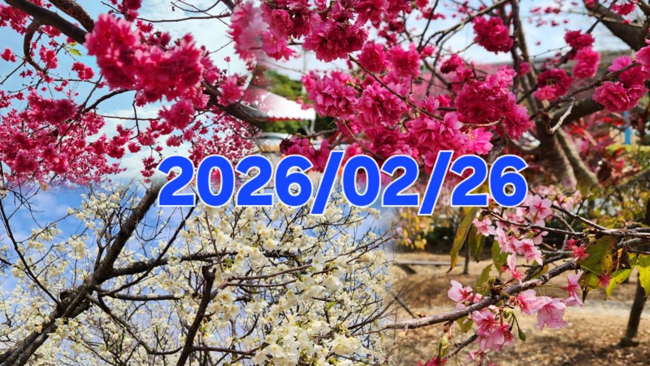 中科崴立櫻花公園 ||  Sakura di Houli Taichung   || 2026/02/26