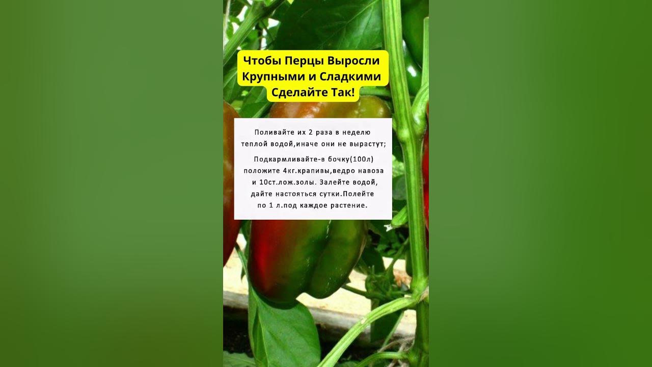 Чем полить перцы чтобы росли. Рассада перца клаудио. Перец клаудио f1. Чем полить перцы чтобы росли. Схема удобрения рассады.