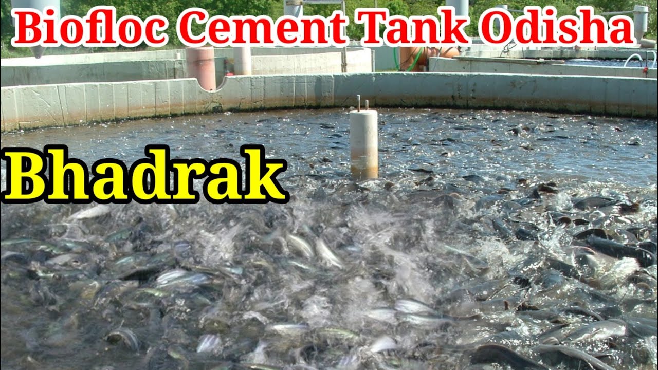 High Density Pangasius farming in BioFloc cement tank/Biofloc fish