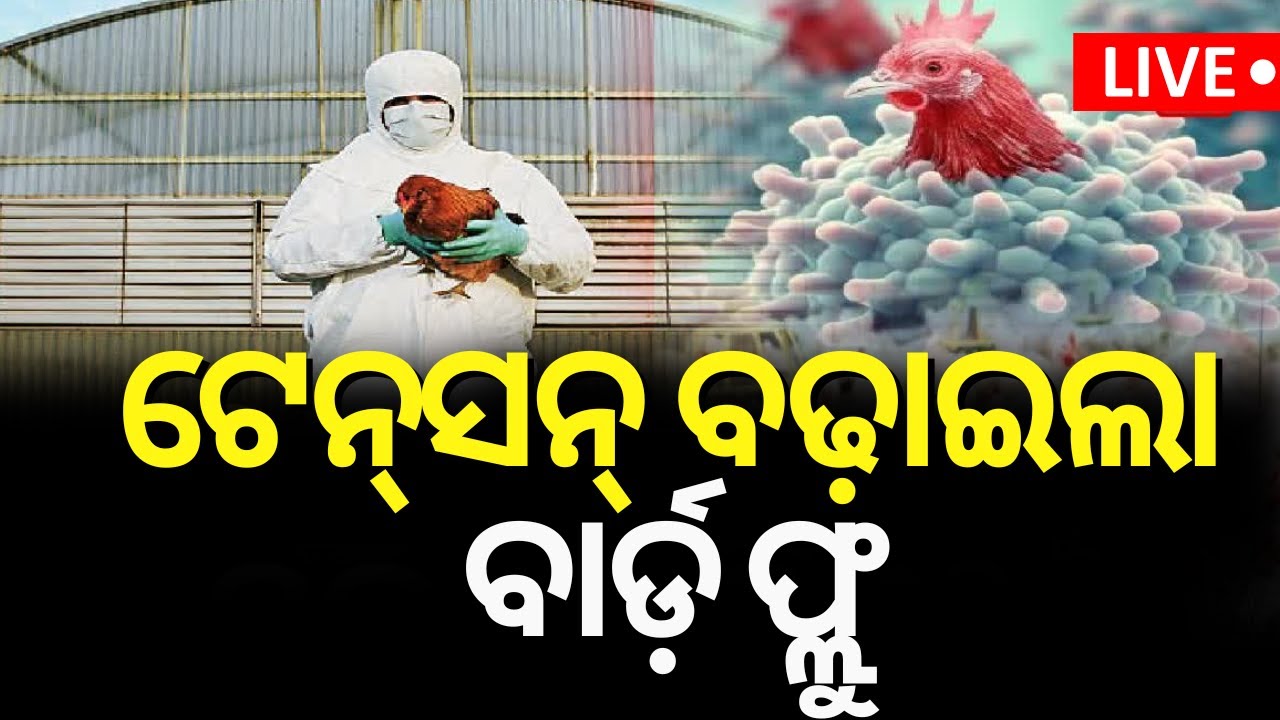 Live: ଟେନ୍‌ସନ୍‌ ବଢ଼ାଇଲା ବାର୍ଡ ଫ୍ଲୁ |  Bird Flu Scare In Odisha | Bird Flu in Pipili