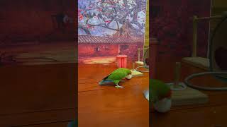 Bird Training  Smart Lovebird Parrot  Smart Little Cute Parrot #Training #Smartparrot #Cute