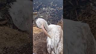 #handdrawnanimation #pelicans #birdart