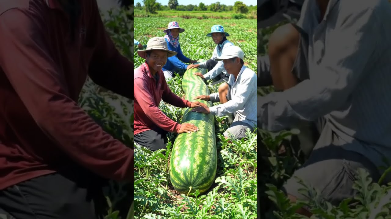 Farmer Grow Super Long Watermelon Like Snake Harvest Shortsfeed Farming Farm Natural