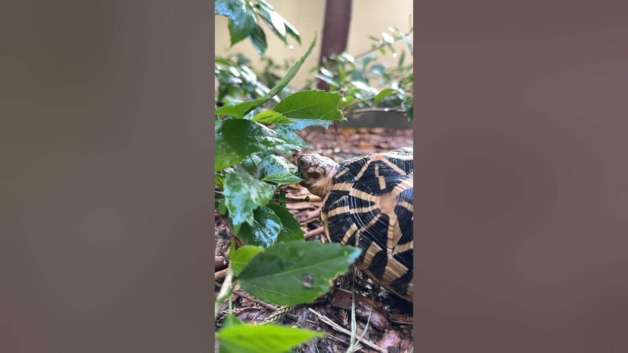 Tortoise Food Hibiscus leaves Day 7 of 30 different food in 30 days
