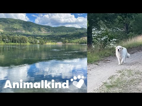 Missing Great Pyrenees makes insane journey home | Animalkind