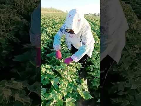 Cotton Farming Techniques
