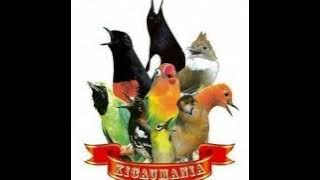 MASTERAN UNTUK MURAI BATU, KACER, CENDET, CUCAK IJO DLL