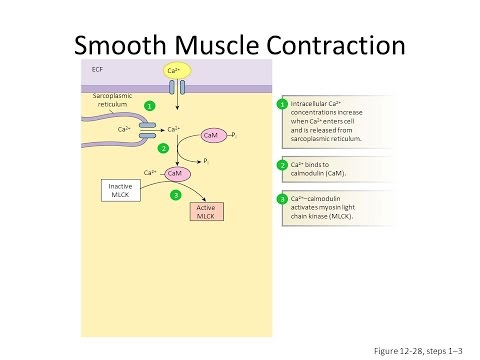 antihypertensive mechanism of calcium channel blocker calcium channel blockers mechanism of action