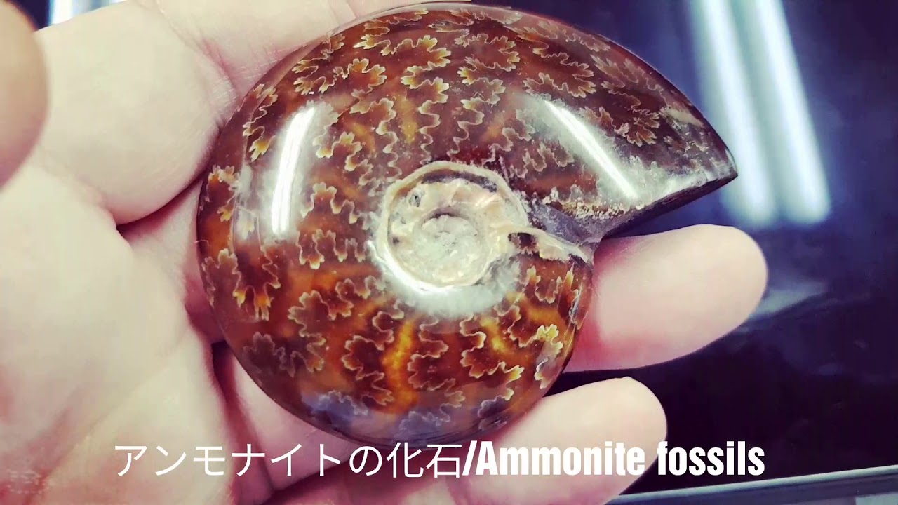 アンモナイトの化石/Ammonite fossils #3 - YouTube