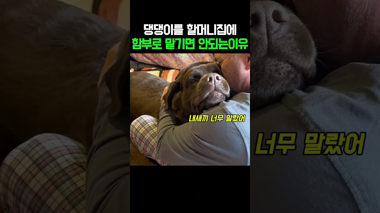 댕댕이를 할머니집에 함부로 맡기면 생기는일