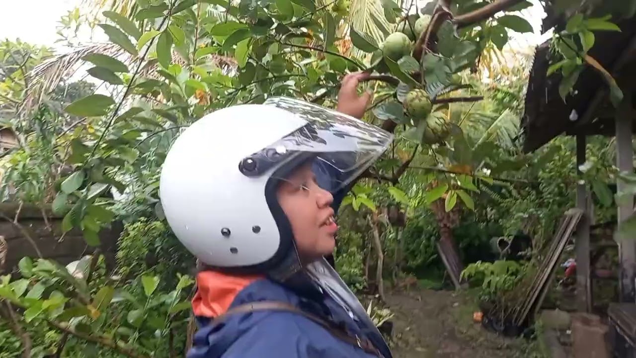 Memetik buah jambu kristal saat hujan