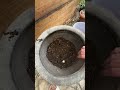 #Plantfluencer #UzielRuga #EuphorbiaTirucalli #PlantaLápiz #Suculentas 🌿✨ #uzielruga #plantas