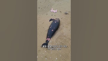 니가 왜 여기 있어?? 멸종위기 미소천사 돌고래의 안타까운 죽음;;